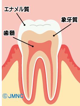 健康な歯